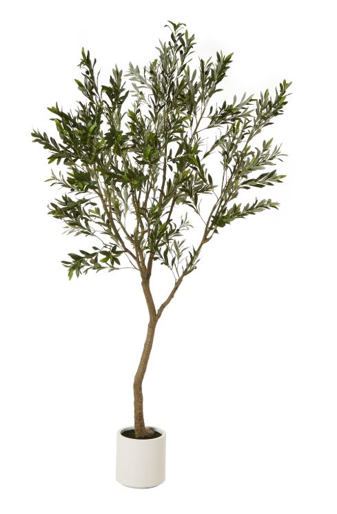 Greek Olive Tree in white pot