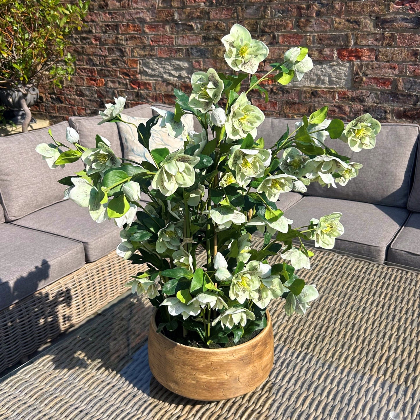 Hellebore in pot