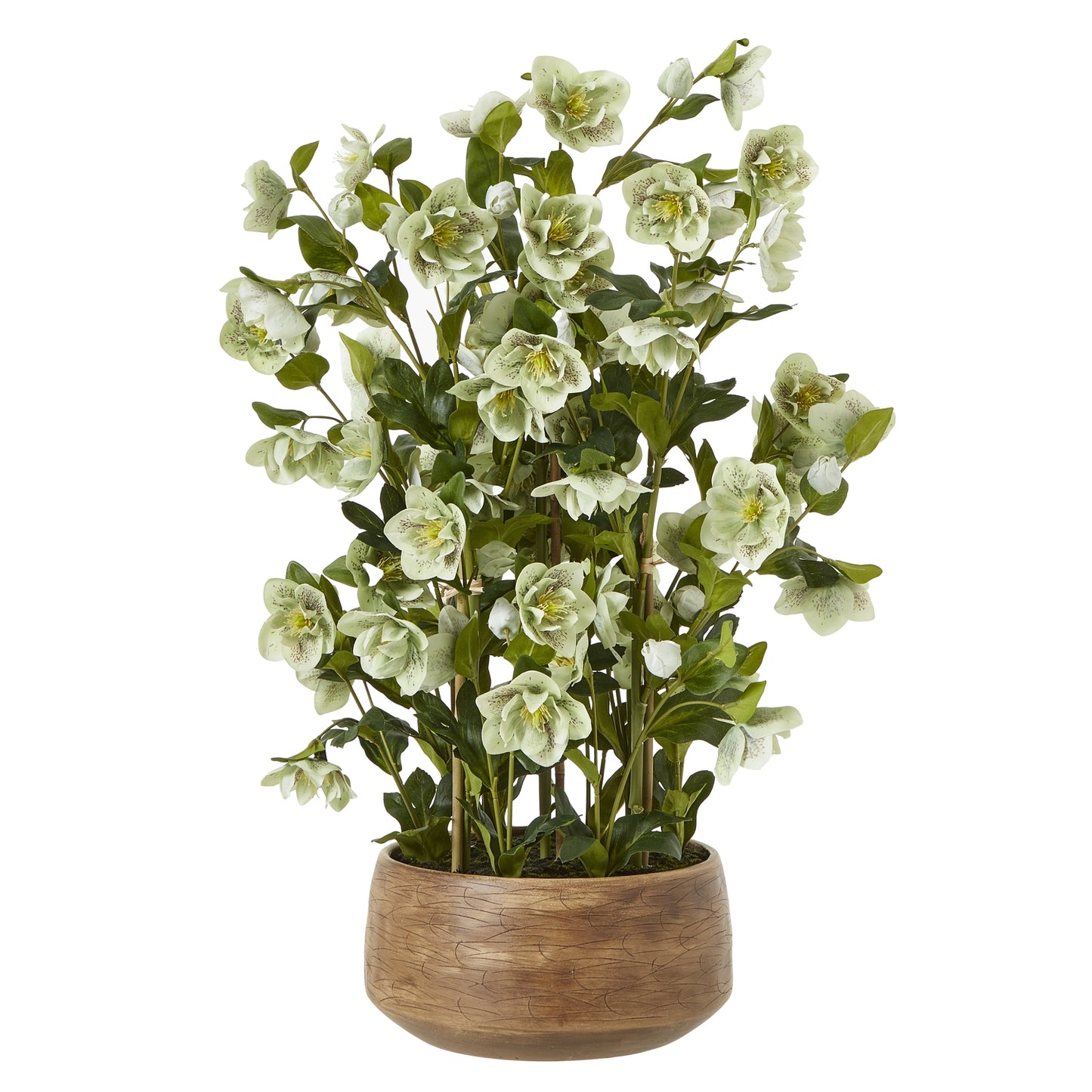 Hellebore in pot