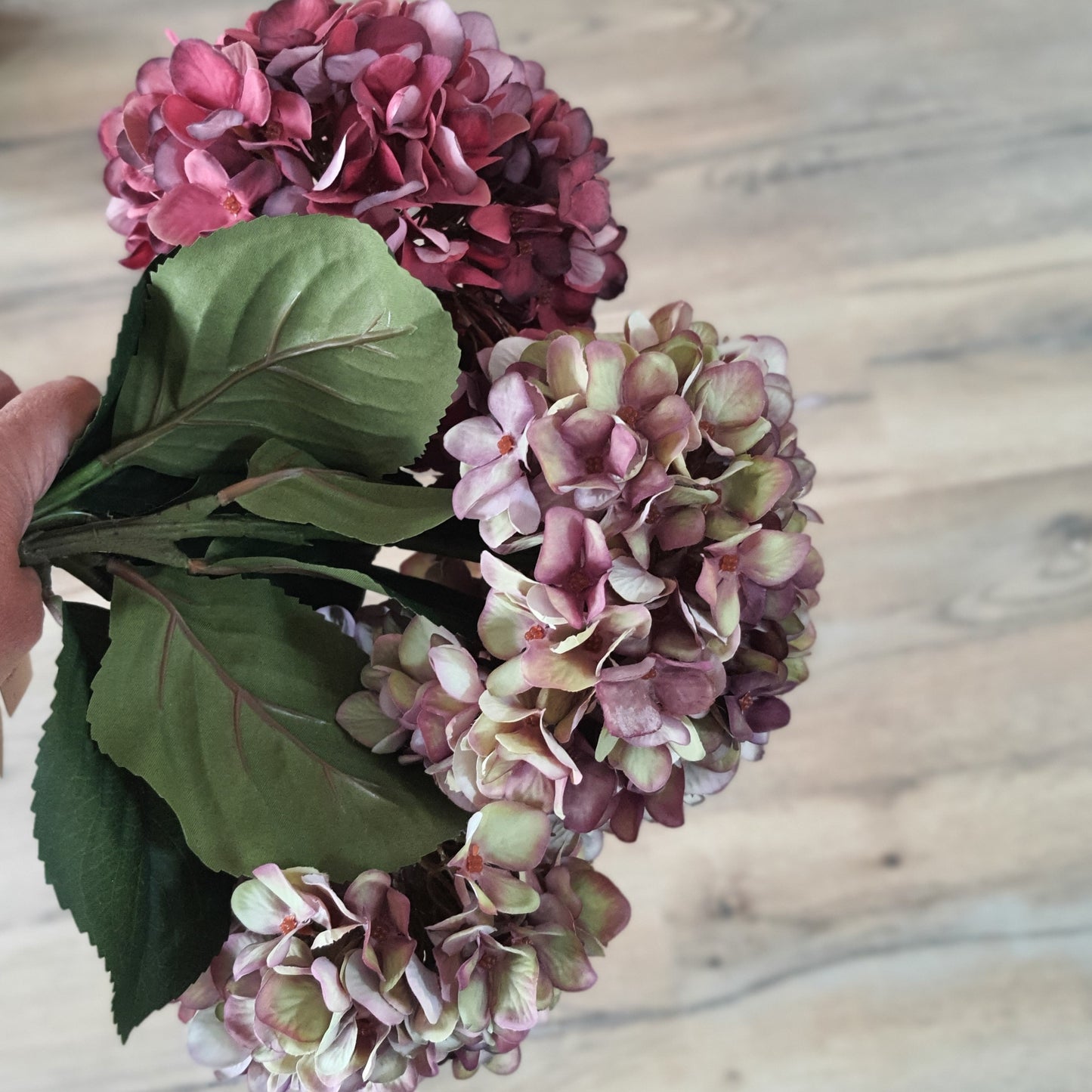 Hydrangea Stems