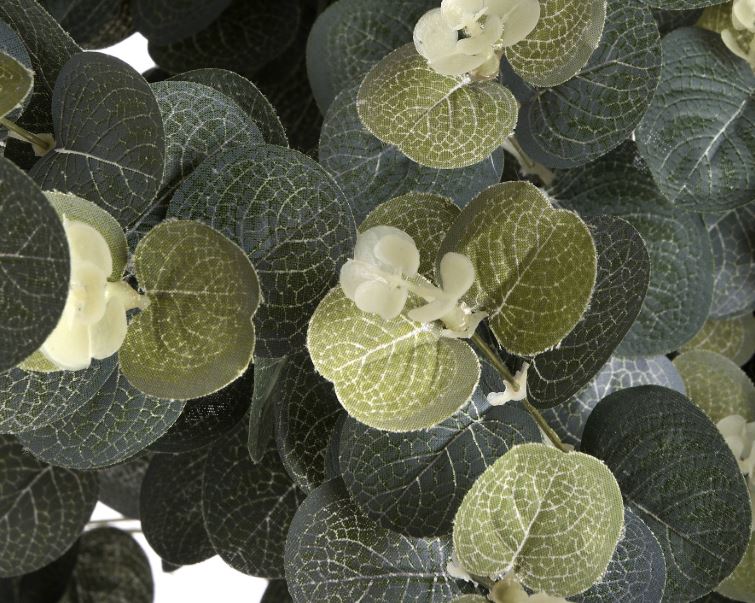 Eucalyptus Spray