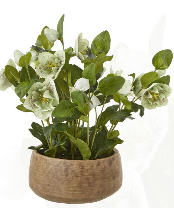 Hellebore in pot