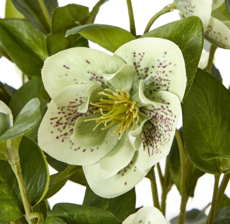 Hellebore in pot