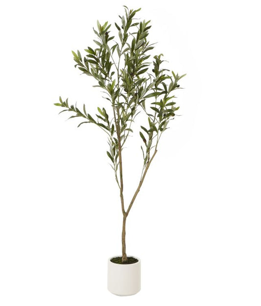 Greek Olive Tree in white pot