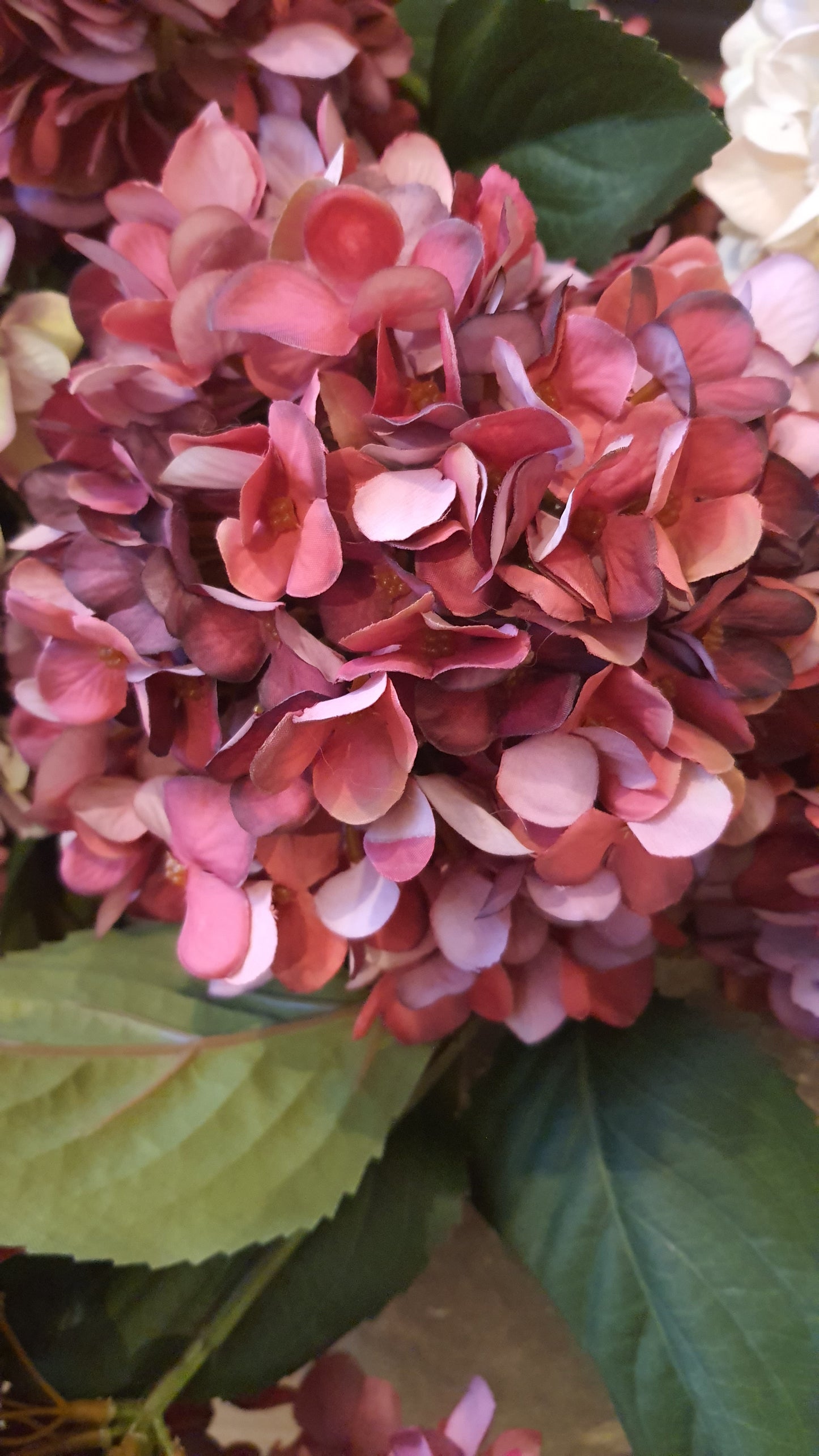 Hydrangea Stems