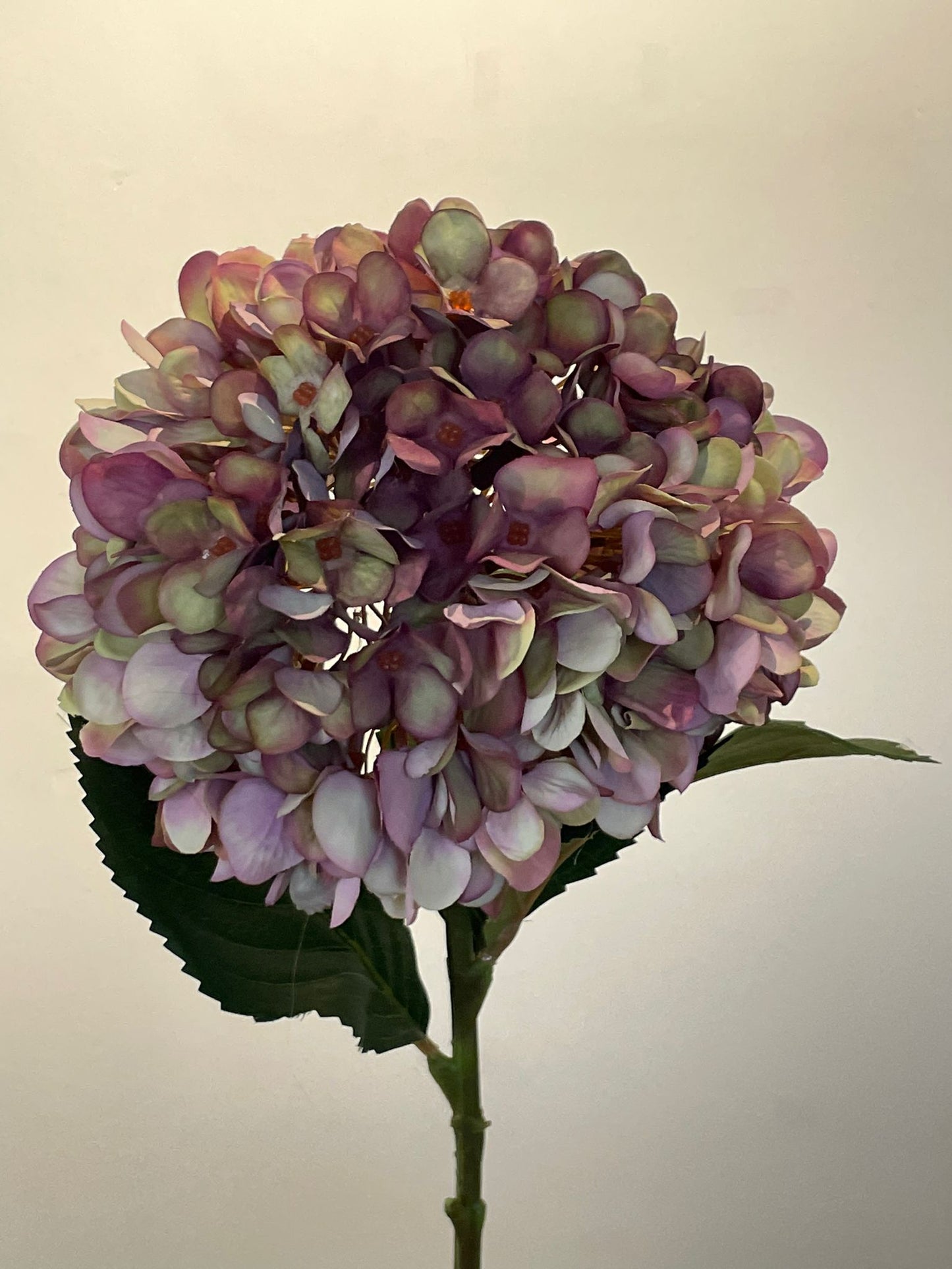 Hydrangea Stems